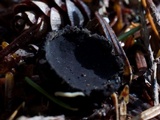 Plectania milleri image