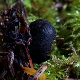 Plectania milleri image
