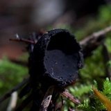 Plectania milleri image