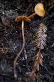 Phaeocollybia attenuata image