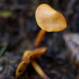 Phaeocollybia attenuata image