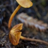 Phaeocollybia attenuata image