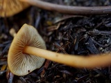 Phaeocollybia attenuata image