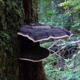 Fomitopsis mounceae image