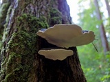 Fomitopsis mounceae image
