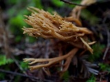 Phaeoclavulina myceliosa image