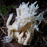 Ramariopsis kunzei image