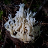 Ramariopsis kunzei image