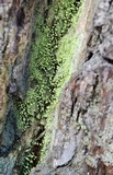 Chaenotheca furfuracea image