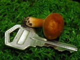 Gyroporus castaneus image