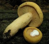 Lactarius volemus var. flavus image