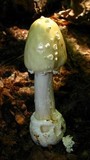 Amanita velatipes image