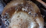 Lyophyllum decastes image