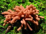 Arcyria oerstedii image