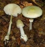 Amanita velatipes image