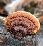 Gloeophyllum sepiarium image
