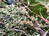 Cladonia peziziformis image