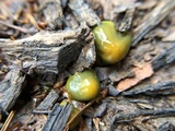 Hygrocybe psittacina var. perplexa image