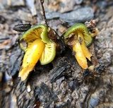 Hygrocybe psittacina var. perplexa image
