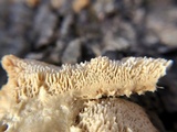 Trametopsis cervina image