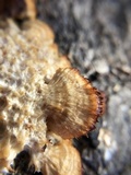 Trametopsis cervina image
