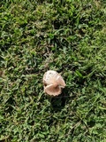 Chlorophyllum molybdites var. molybdites image