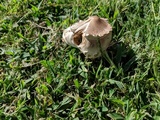 Chlorophyllum molybdites var. molybdites image