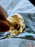 Chlorophyllum molybdites var. molybdites image