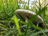 Leucoagaricus barssii image