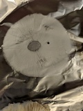Leucoagaricus barssii image