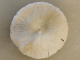 Leucoagaricus barssii image