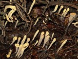 Clavariadelphus sachalinensis image