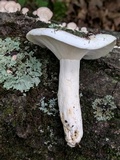 Lactarius piperatus image