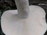 Lactarius piperatus image