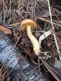 Suillus hirtellus image