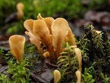Spathularia rufa image