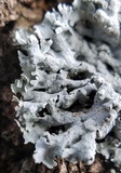 Physcia aipolia image