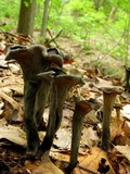 Craterellus fallax image