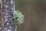 Ramalina stenospora image