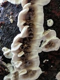 Bjerkandera adusta image