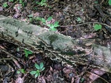 Cerrena unicolor image