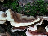 Cerrena unicolor image