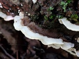 Cerrena unicolor image