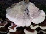 Cerrena unicolor image