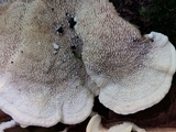 Cerrena unicolor image