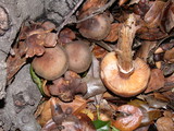 Armillaria solidipes image