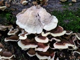 Cerrena unicolor image