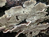 Cerrena unicolor image