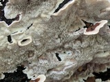 Cerrena unicolor image