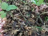 Gymnopus spongiosus image